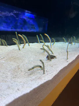 すみだ水族館に投稿された画像（2022/11/13）