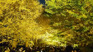 国営昭和記念公園 秋の夜散歩に投稿された画像（2022/11/13）