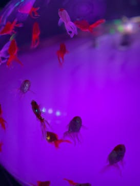 登別マリンパークニクスに投稿された画像（2022/11/13）