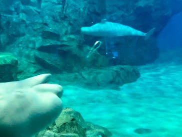 名古屋港水族館に投稿された画像（2022/11/13）