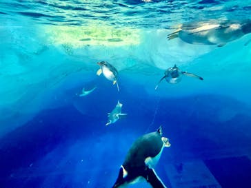 名古屋港水族館に投稿された画像（2022/11/13）