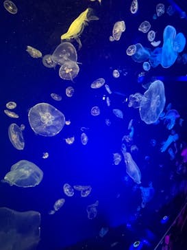 名古屋港水族館に投稿された画像（2022/11/13）