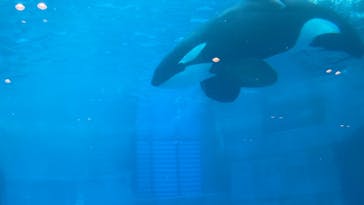 名古屋港水族館に投稿された画像（2022/11/13）
