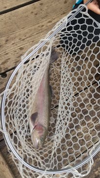 大安トラウトレイクに投稿された画像（2022/11/13）