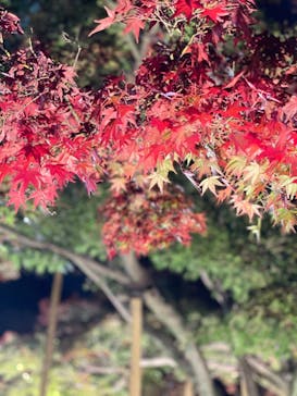 国営昭和記念公園 秋の夜散歩に投稿された画像（2022/11/13）