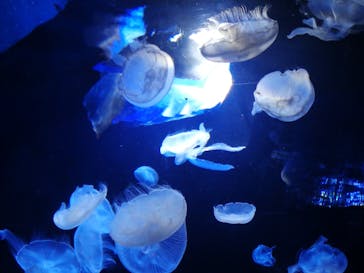 サンシャイン水族館に投稿された画像（2022/11/13）