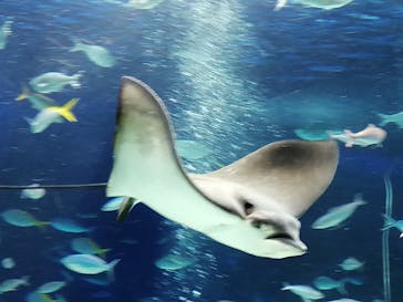 サンシャイン水族館に投稿された画像（2022/11/13）