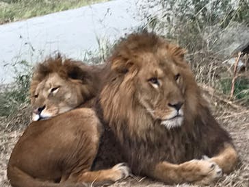 群馬サファリパークに投稿された画像（2022/11/13）