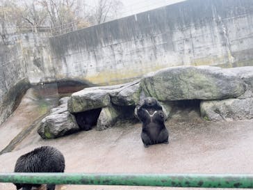 奥飛騨クマ牧場に投稿された画像（2022/11/13）