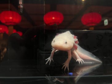 横浜開運水族館 フォーチュンアクアリウムに投稿された画像（2022/11/13）