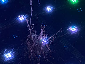 東京メガイルミに投稿された画像（2022/11/13）