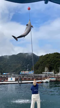 うみたま体験パーク 「つくみイルカ島」に投稿された画像（2022/11/13）