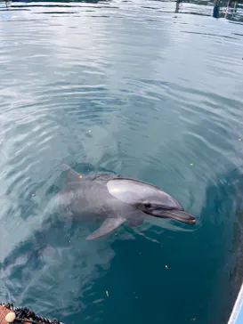 うみたま体験パーク 「つくみイルカ島」に投稿された画像（2022/11/13）