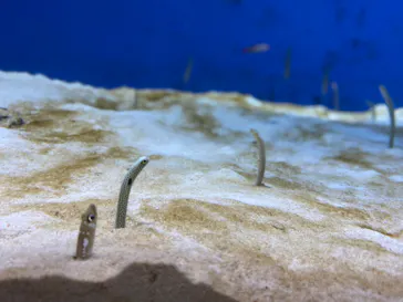 仙台うみの杜水族館に投稿された画像（2022/11/13）