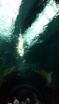 滋賀県立琵琶湖博物館に投稿された画像（2022/11/13）