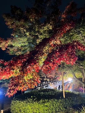 国営昭和記念公園 秋の夜散歩に投稿された画像（2022/11/13）