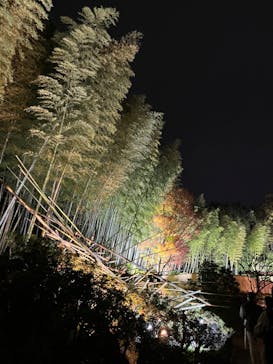 国営昭和記念公園 秋の夜散歩に投稿された画像（2022/11/13）