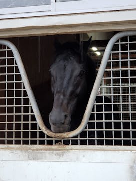 ノーザンホースパークに投稿された画像（2022/11/13）