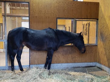 ノーザンホースパークに投稿された画像（2022/11/13）