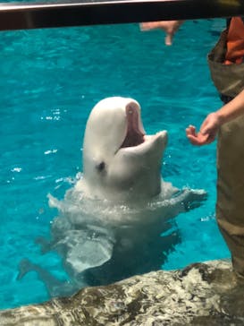 名古屋港水族館に投稿された画像（2022/11/13）