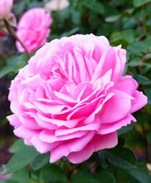 西武園ゆうえんちに投稿された画像（2022/11/13）