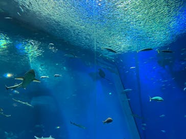 アクアワールド茨城県大洗水族館に投稿された画像（2022/11/13）