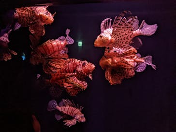 大分マリーンパレス水族館 「うみたまご」に投稿された画像（2022/11/13）