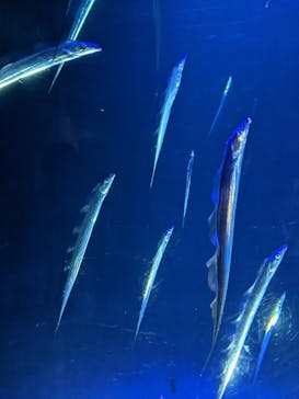 大分マリーンパレス水族館 「うみたまご」に投稿された画像（2022/11/13）