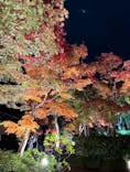 国営昭和記念公園 秋の夜散歩に投稿された画像（2022/11/14）