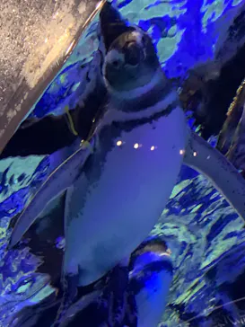 すみだ水族館に投稿された画像（2022/11/13）