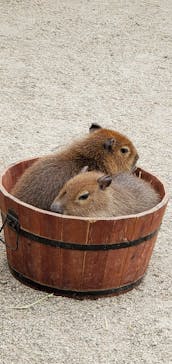 那須どうぶつ王国に投稿された画像（2022/11/13）