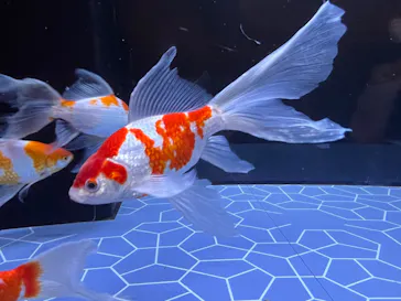 すみだ水族館に投稿された画像（2022/11/13）