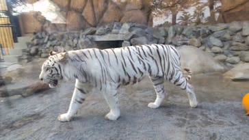 東武動物公園に投稿された画像（2022/11/14）