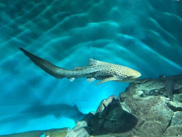 アクアワールド茨城県大洗水族館に投稿された画像（2022/11/14）