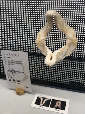 アクアワールド茨城県大洗水族館に投稿された画像（2022/11/14）