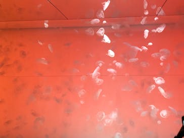 アクアワールド茨城県大洗水族館に投稿された画像（2022/11/14）