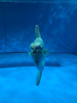 アクアワールド茨城県大洗水族館に投稿された画像（2022/11/14）