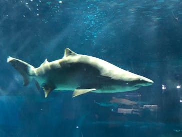 アクアワールド茨城県大洗水族館に投稿された画像（2022/11/14）
