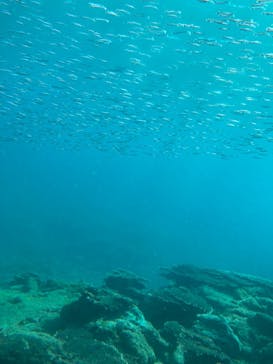 串本海中公園水族館に投稿された画像（2022/11/14）