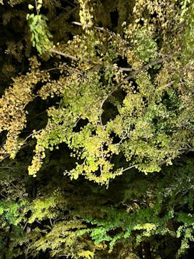 国営昭和記念公園 秋の夜散歩に投稿された画像（2022/11/14）