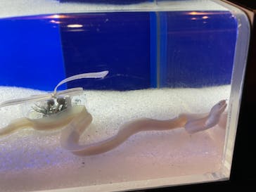 新江ノ島水族館に投稿された画像（2022/11/14）