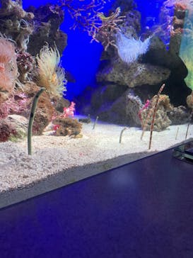 新江ノ島水族館に投稿された画像（2022/11/14）