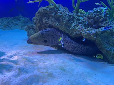 新江ノ島水族館に投稿された画像（2022/11/14）