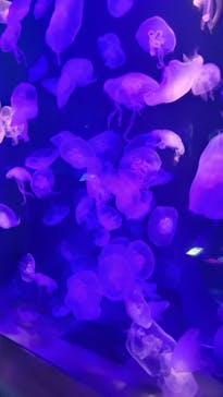 島根県立 しまね海洋館に投稿された画像（2022/11/14）