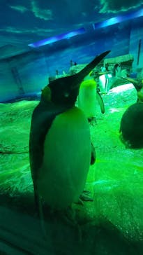 島根県立 しまね海洋館に投稿された画像（2022/11/14）