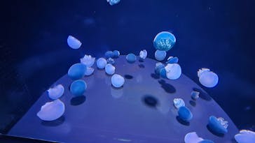 島根県立 しまね海洋館に投稿された画像（2022/11/14）