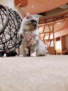 猫カフェモカ　新宿店に投稿された画像（2022/11/14）