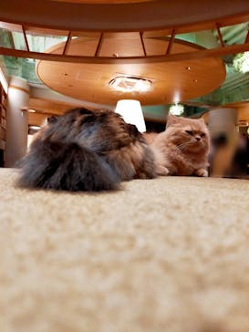 猫カフェモカ　新宿店に投稿された画像（2022/11/14）