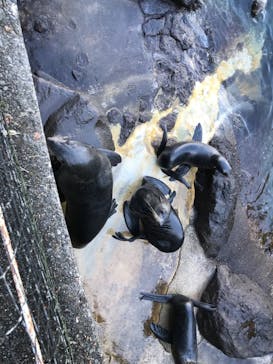 伊豆・三津シーパラダイスに投稿された画像（2022/11/14）