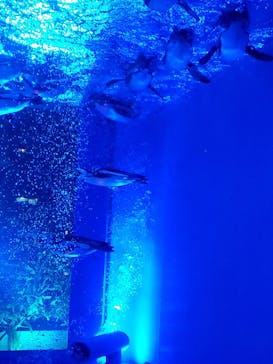 サンシャイン水族館に投稿された画像（2022/11/14）